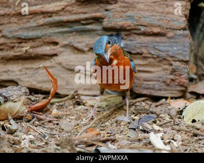 Weiße Kehlsteindrossel Monticola gularis da Lat, Vietnam BI040138 Stockfoto