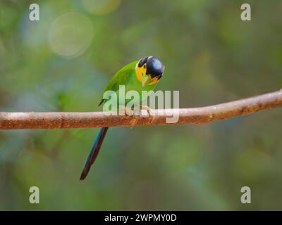 Langschwanz-Broadbill Psarisomus dalhousiae Di Linh, Vietnam BI040162 Stockfoto