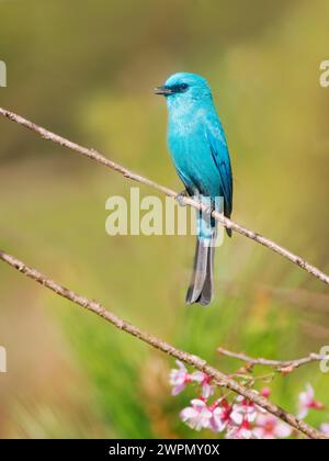 Verditer Flycatcher Eumyias thalassinus DAT Lat, Vietnam BI040168 Stockfoto