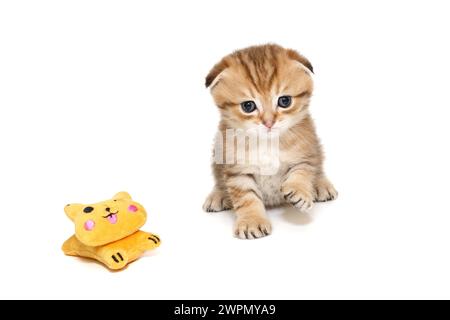 Schottisches Faltkätzchen, rot gestreift, Alter 1 Monat. Isoliert auf weißem Hintergrund. Stockfoto
