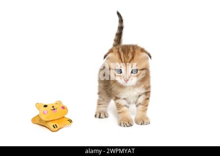 Schottisches Faltkätzchen, rot gestreift, Alter 1 Monat. Isoliert auf weißem Hintergrund. Stockfoto