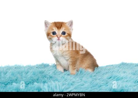 Schottisches Kätzchen mit blauen Augen, rot gestreift, 1 Monat alt, sitzt auf einem blauen Karo. Isoliert auf weißem Hintergrund. Stockfoto