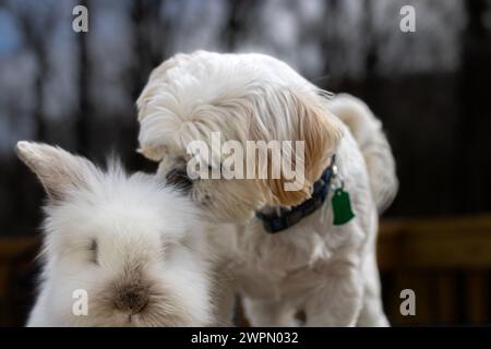 Shih Tzu Hund spielt mit Löwenkopf Kaninchen Stockfoto