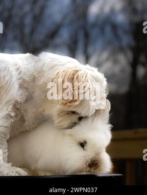 Shih Tzu Welpe mit Löwenkopf Kaninchen Stockfoto