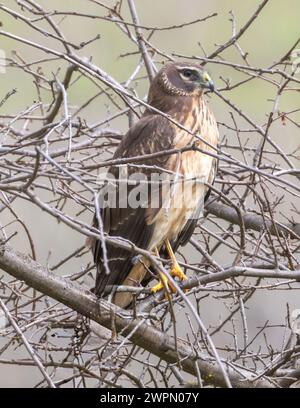 Nördliche Harrier Unreife Weibchen, die auf einem Baum thront. Arastradero Preserve, Santa Clara County, Kalifornien. Stockfoto