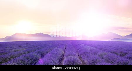 Blühendes Lavendelfeld vor einer Bergkette in der untergehenden Sonne [M] Stockfoto