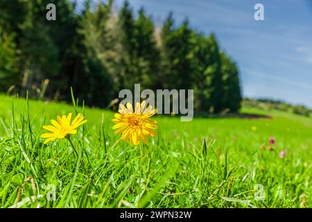 Bristly Hawkbit[, Leontodon hispidus auf einer Bergwiese [M] Stockfoto