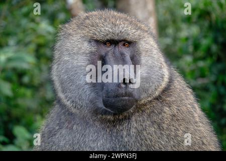 Nahaufnahme des männlichen Paviangesichts in Kibale, Uganda Stockfoto