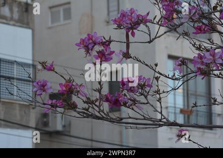 Kirschblüten-rosa-weiß Stockfoto