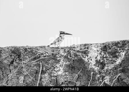 rattenvogel nistet am Hügel oberhalb des Kazinga-Kanals, Uganda Stockfoto