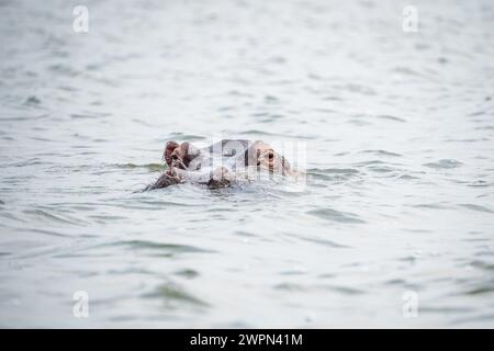 Flusspferde im Kazinga-Kanal, Uganda Stockfoto