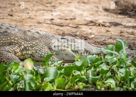 Nil-Krokodil am Ufer des Kazinga-Kanals, Uganda Stockfoto