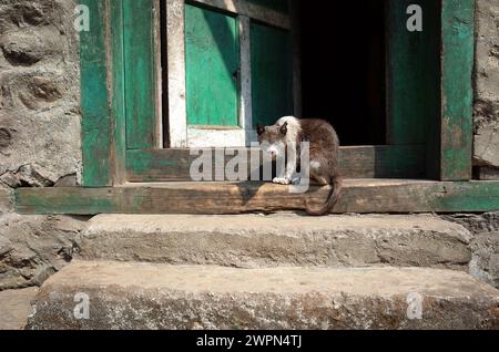 Dünne, dreckige, graue und weiße Katze, die verrückt und beängstigend aussieht und an der Tür des alten Hauses sitzt. Solukhumbu, Nepal Stockfoto