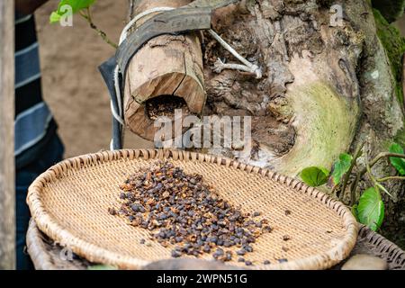 Manueller hölzerner Kaffeebohnenschalen entfernt die Haut von Kaffeebohnen, Buhoma, Uganda Stockfoto