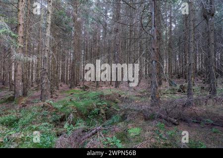 Deutschland, Niedersachsen, Landkreis Goslar, toter Fichtenwald im Nationalpark Harz Stockfoto