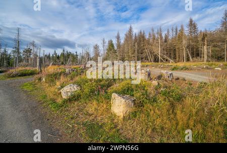 Deutschland, Niedersächsischer Landkreis Goslar, Fichtenrückgang im Nationalpark Harz Stockfoto