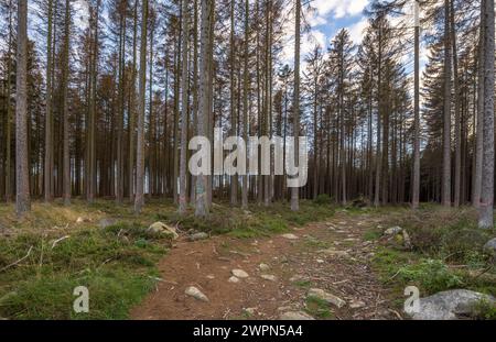 Deutschland, Sachsen-Anhalt, Landkreis Harz, tote Fichten zur Entfernung im Nationalpark Harz markiert Stockfoto