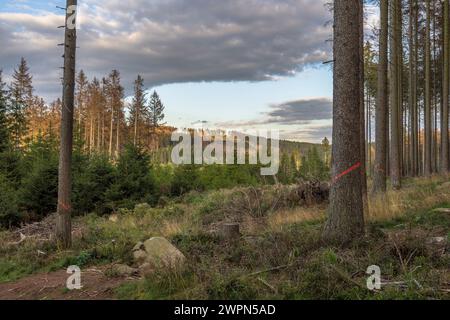 Deutschland, Sachsen-Anhalt, Landkreis Harz, tote Fichten zur Entfernung im Nationalpark Harz markiert Stockfoto