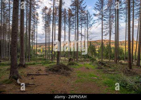 Deutschland, Sachsen-Anhalt, Landkreis Harz, tote Fichten zur Entfernung im Nationalpark Harz markiert Stockfoto