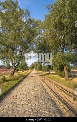 Deutschland, Niedersachsen, Heidekreis, Lüneburger Heide am Abend Stockfoto