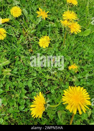 Gelbe Löwenzahn- und Kleeblüten auf einem grünen Rasen im Garten Stockfoto