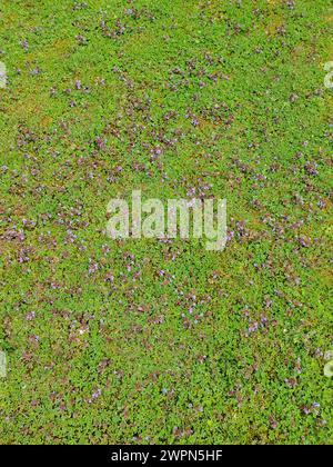 Violette Kleeblüten mit zarten Blütenblättern auf grünem Rasen als Wildwiese im Sommer, Deutschland Stockfoto