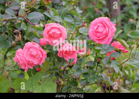 Rosenblumen auf einem wunderschönen Busch. Blumengarten am Sommermorgen. Aromatische Korallenrosen Hintergrund im Garten. Stockfoto