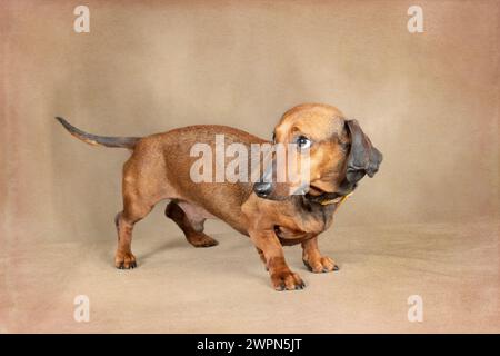 Horizontaler Schuss eines glatten roten Dackels, der ängstlich und schuldig aussieht. Stockfoto