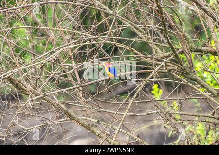 Der afrikanische Zwergvogel ist ein kleiner farbenfroher, der in tropischen Gebieten Afrikas zu finden ist Stockfoto