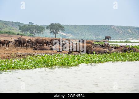 Eine Herde von kap-Büffeln, gefährliche Tiere, die Teil der großen fünf auf Safari in Afrika sind Stockfoto