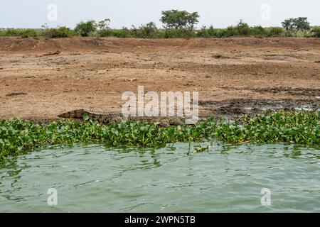 Nil-Krokodil am Ufer des Kazinga-Kanals, Uganda Stockfoto