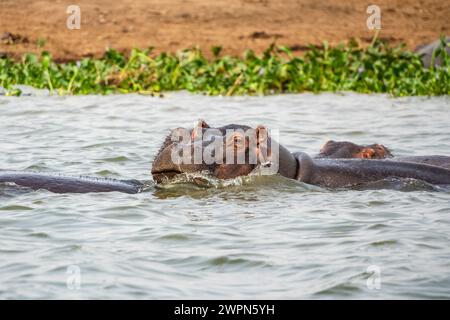 Flusspferde im Kazinga-Kanal, Uganda Stockfoto