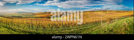 Goldener Oktober in den Weinbergen von Rheinhessen, hügelige Landschaft bei Vendersheim, Abendstimmung, Rheinland-Pfalz, Deutschland Stockfoto