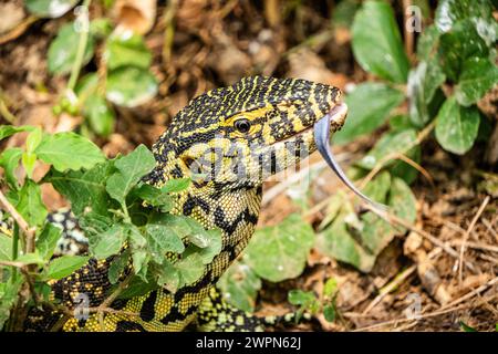 Nil-Monitor-Echse mit Gabelzunge, die längste Echse Afrikas, sie kann mehr als 2 Meter lang werden. Stockfoto