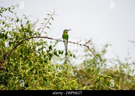 Blauwangen-Bienenfresser auf einem Zweig im Queen Elizabeth Park, Uganda Stockfoto