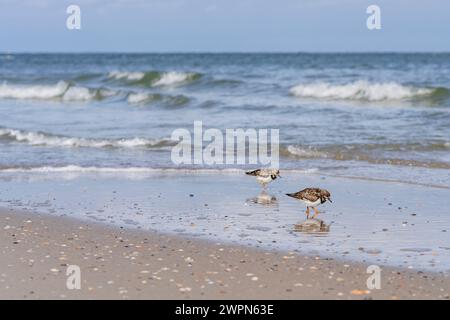 Turnstone sucht Essen am Strand von Norderney, das Meer im Hintergrund, sonniger Tag Stockfoto