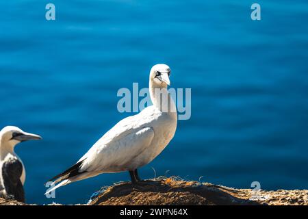 Gannet, Morus bassanus, auf Helgoland, im Hintergrund die blaue Nordsee, Sommerstimmung Stockfoto