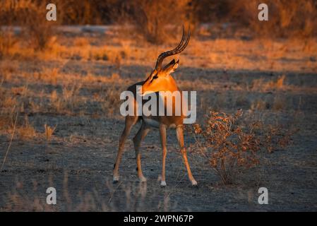 Springbok im warmen Abendlicht in der namibischen Wüste, Namibia, Afrika Stockfoto