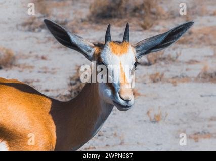 Nahaufnahme eines Springbocks in der Steppenlandschaft des Etosha-Nationalparks in Namibia, Afrika Stockfoto