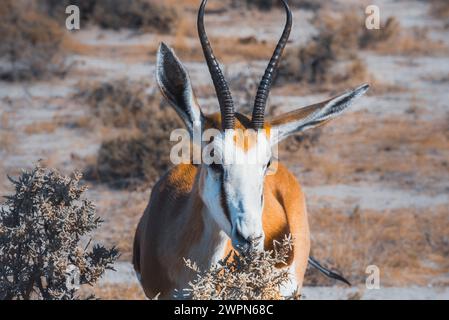 Nahaufnahme eines Springbocks in der Steppenlandschaft des Etosha-Nationalparks in Namibia, Afrika Stockfoto