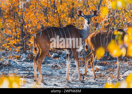 Kudu im warmen Abendlicht in der namibischen Wüste, Namibia, Afrika Stockfoto