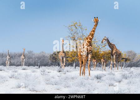 Giraffen-Herde im Etosha-Nationalpark, Namibia, Afrika Stockfoto