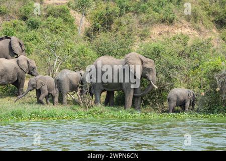 Elefantengruppe am Ufer des Kazinga Channel, Uganda Stockfoto