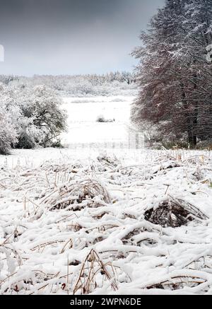 Europa, Deutschland, Hessen, Mittelhessen, Naturpark Lahn-Dill-Bergland, Aartalsee, Winter, schneebedeckte Seggenwiese am Seeufer Stockfoto