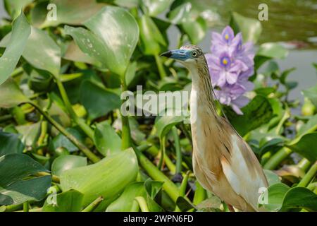 Der Squacco Fischreiher hat einen blauen Schnabel, der auf dem Kanal Kazinga in Uganda zu sehen ist Stockfoto