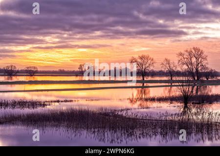 Überflutete Elbwiesen bei Sonnenaufgang in Radegast/Bleckede in der Elbtalaue Stockfoto