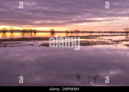 Überflutete Elbwiesen bei Sonnenaufgang in Radegast/Bleckede in der Elbtalaue Stockfoto