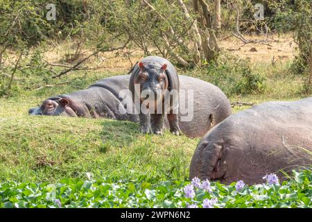 Horde Flusspferde in Kazinga Chanel, Uganda Stockfoto