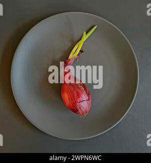 Eine ganze rote Zwiebel mit zwei grünen Sprossen auf einem grauen Teller Stockfoto