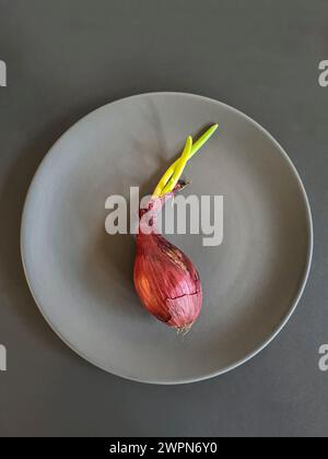 Eine ganze rote Zwiebel mit zwei grünen Sprossen liegt auf einem grauen Teller Stockfoto